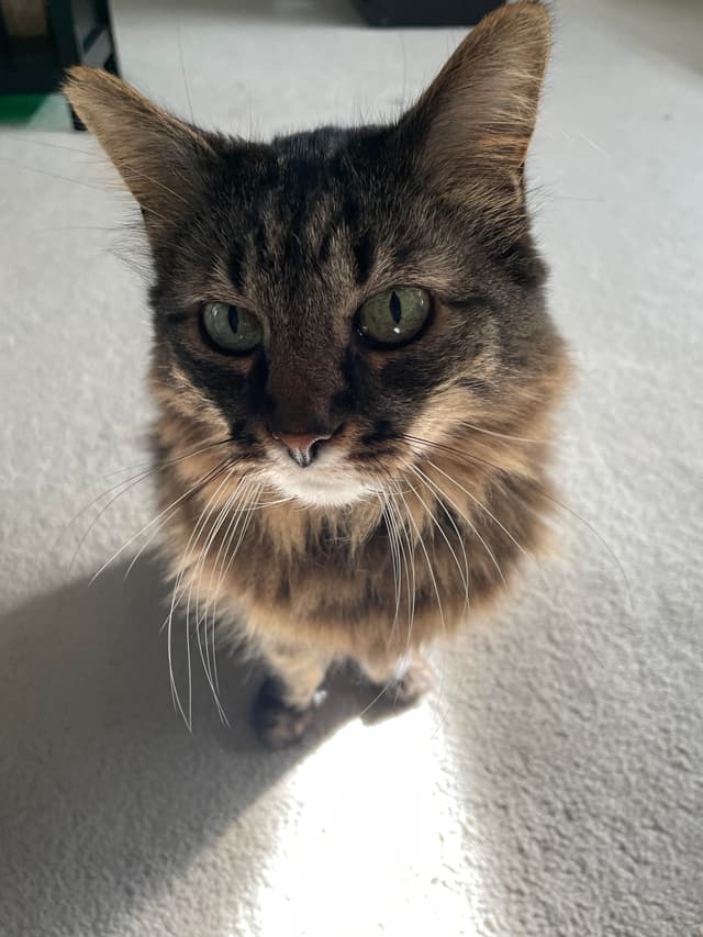 Picture of Oscar's cat